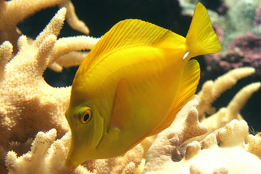 Gelber Segelflossen-Doktorfisch