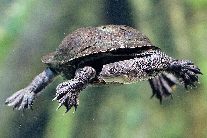 Schlangenhalsschildkröte