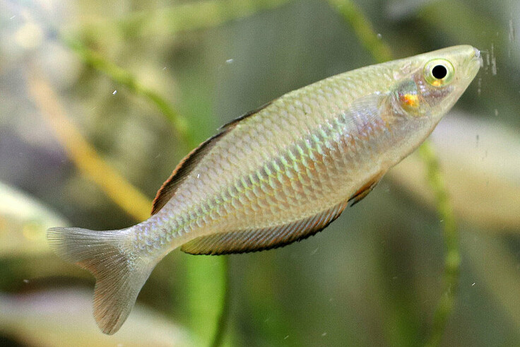 Klasio-Regenbogenfisch